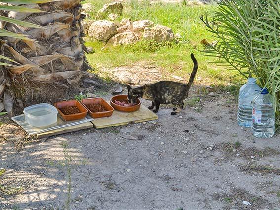 L’Ajuntament rep una subvenció per a controlar les colònies de gats
