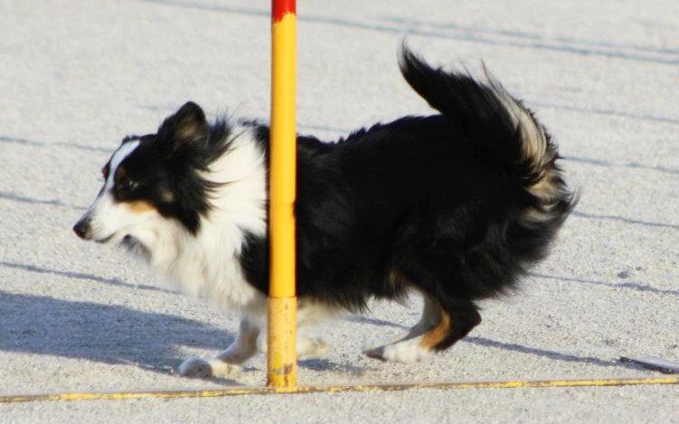 Más de 100 perros se reunirán el 9 y 10 de marzo en la IX prueba de Agility villa de Santa Pola