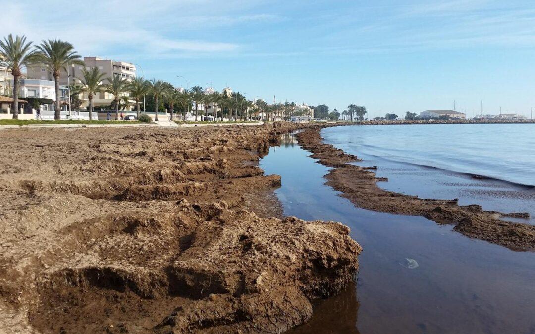Santa Pola solicitar una excepción a Generalitat para poder retirar las algas de las playas de la localidad
